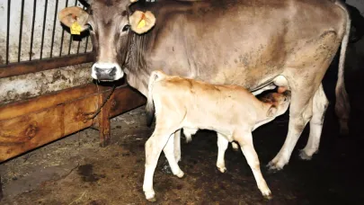 Destek artışları üreticinin yüzünü güldürecek