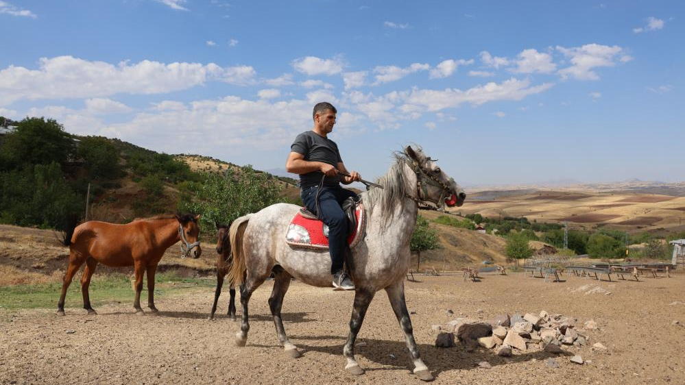 Rahvan atlar yeniden yetiştiriliyor
