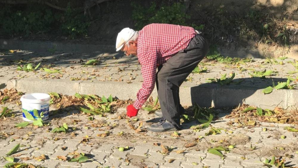Cevizler meşakkatli çalışmayla hasat ediliyor