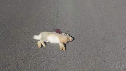 Araçların çarptığı 2 tilki, 1 kartal ve 1 tavşan telef oldu