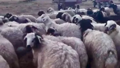 37 koyunu kaybolan aile çaresizce bekliyor