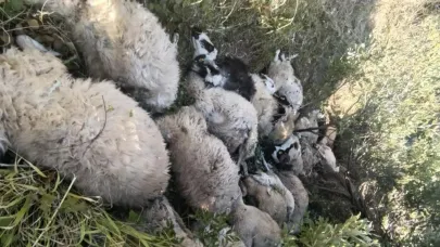 Sürü izdihamında 29 koyun telef oldu
