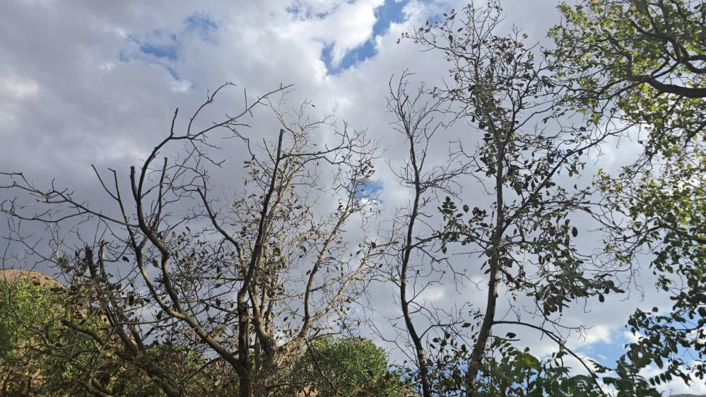 Su kanalı kapandı meyve ağaçları kurudu