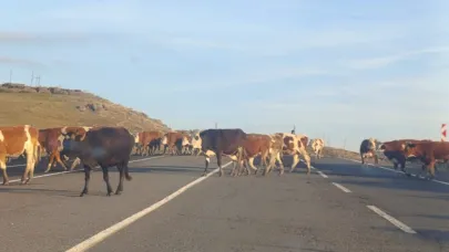 Kars’ta karayoluna çıkan büyükbaş hayvanlar trafiği aksattı