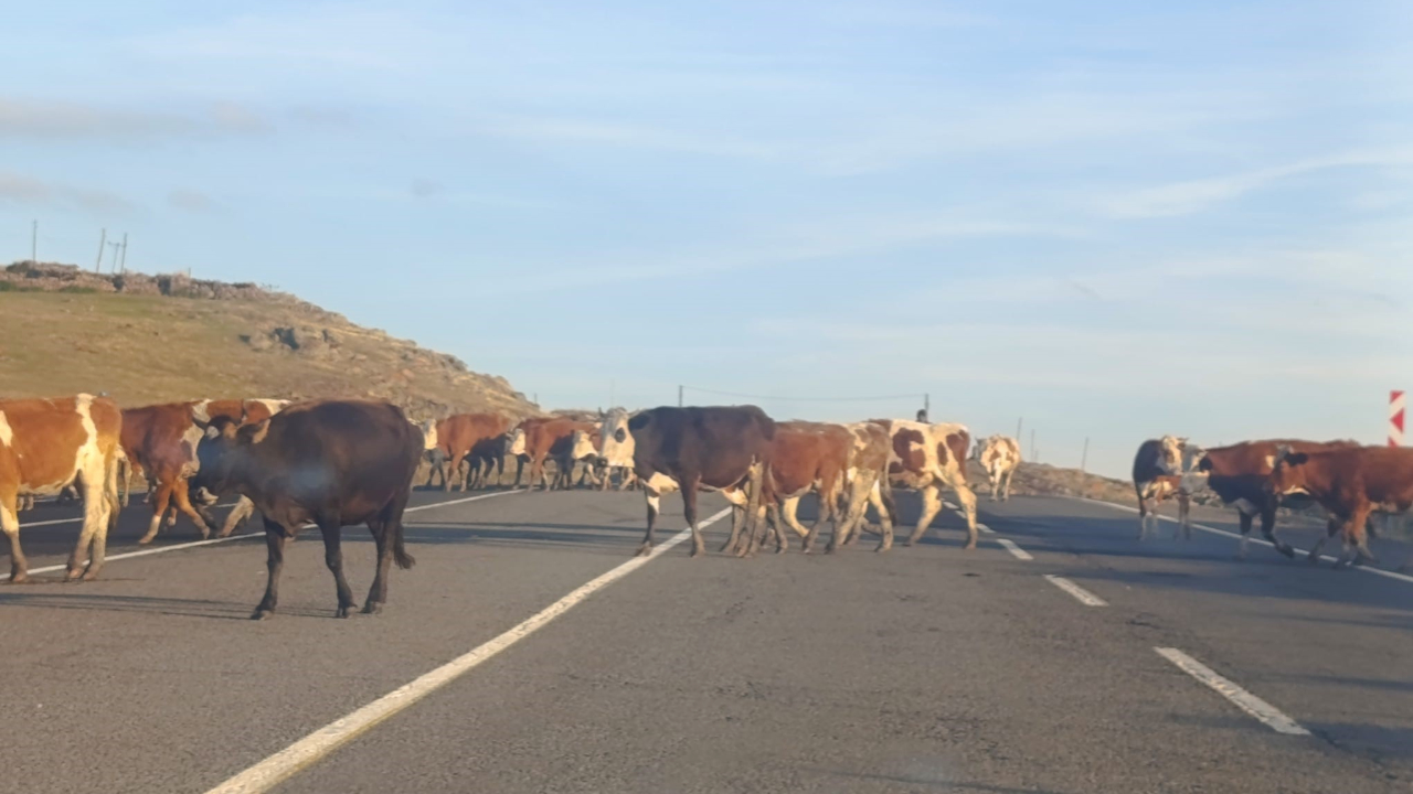 Kars’ta karayoluna çıkan büyükbaş hayvanlar trafiği aksattı