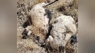 Kurt saldırısına uğrayan onlarca koyun telef oldu