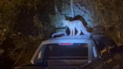 Evin önünü mesken tutan tilkiyi ev sahibi eliyle besliyor