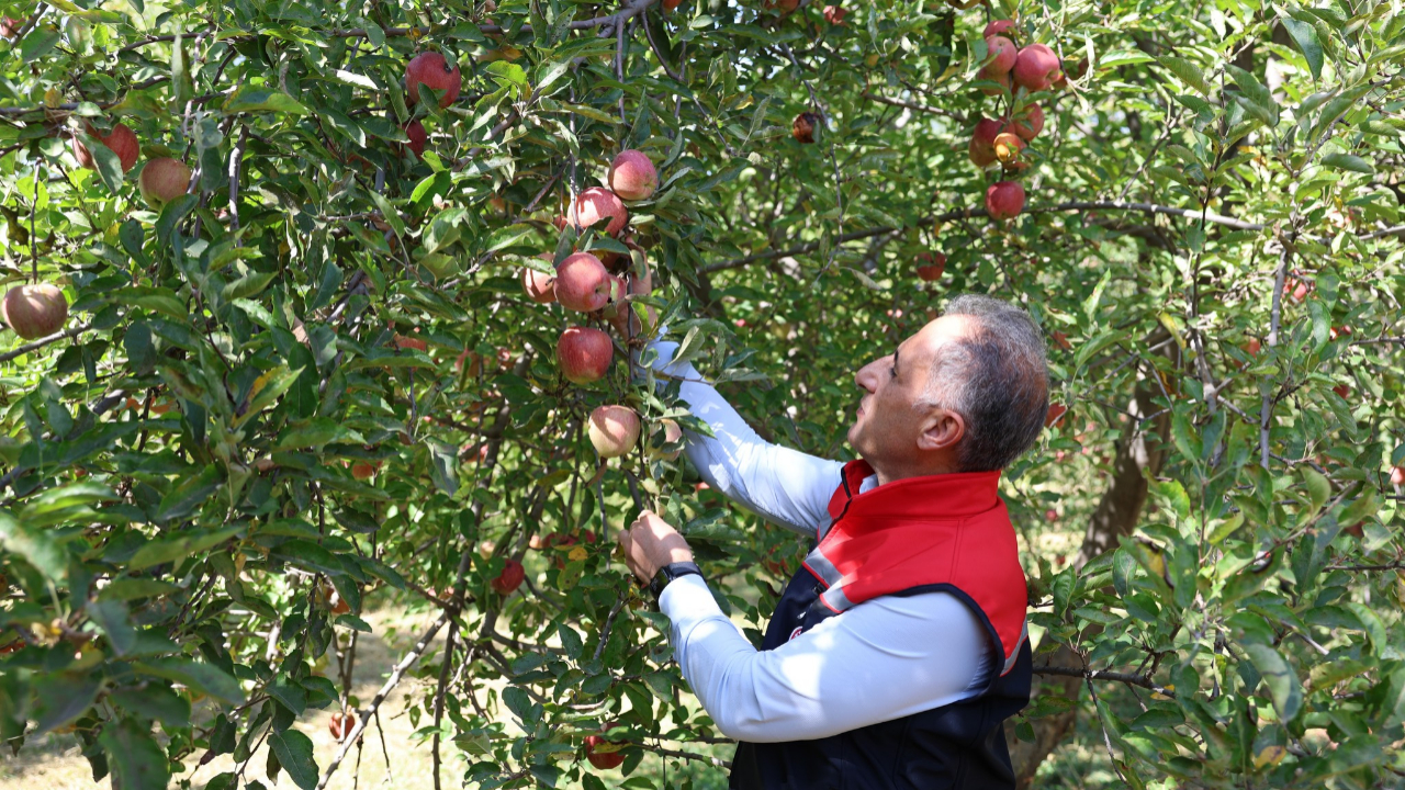 Digor’da elma hasadı