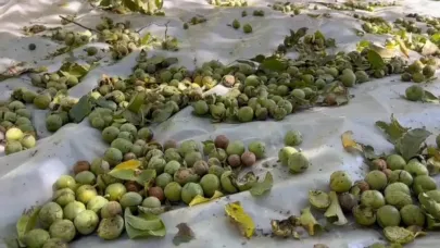 Tescilli Adilcevaz cevizinde hasat zamanı
