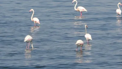 Flamingolar ilk kez iskele sahilinde konakladı