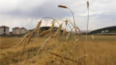Ata Tohumu Kavılcanın hasadı başladı