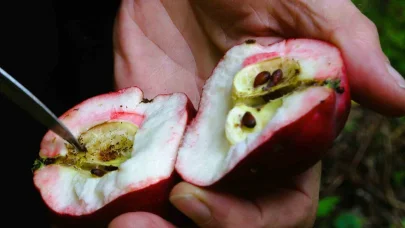 Tescilli elmada hasat dönemi başladı