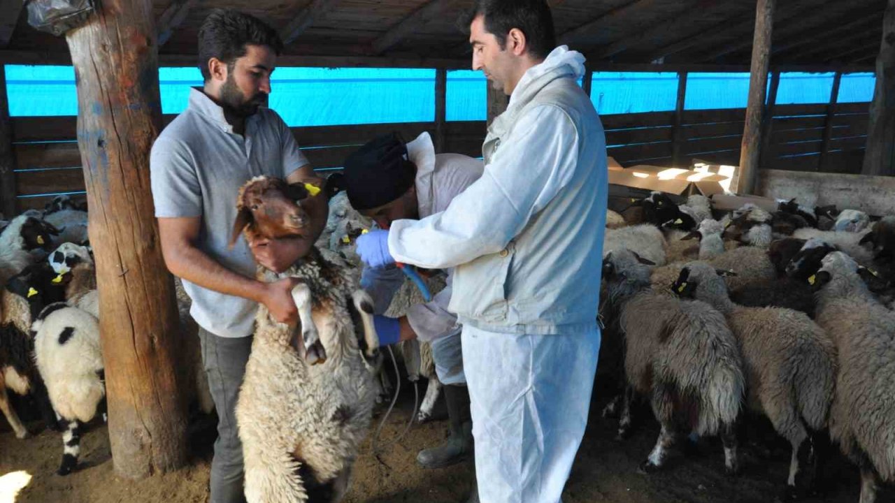 Kars’ta küçükbaş hayvanlar kayıt altına alınıyor