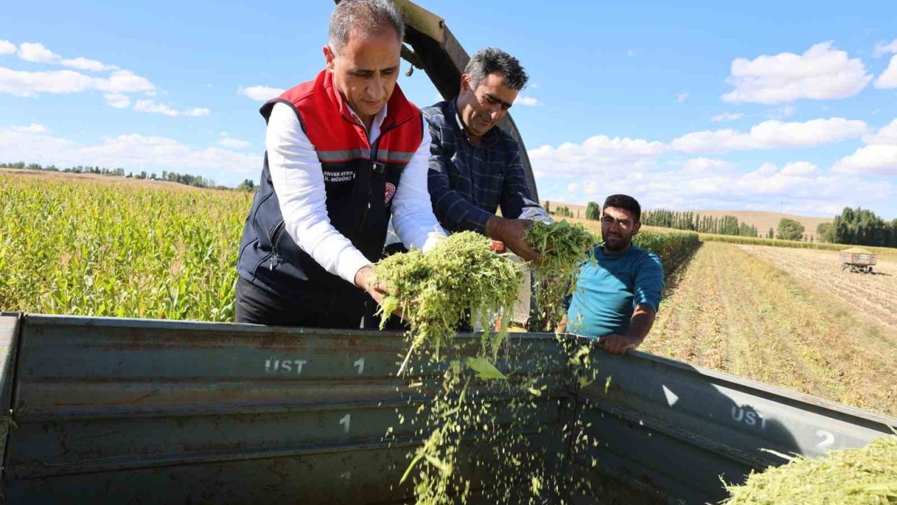 Kars’ta silajlık mısır hasadı başladı