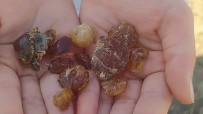 Patnos’ta çam sakızı şifa kaynağı oldu