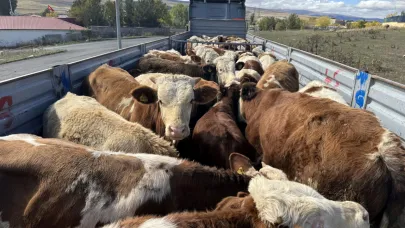 Ardahan'da hayvan sevkiyatları arttı