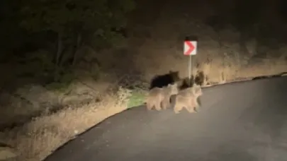 Yola inen yavru ayılar kameraya yansıdı