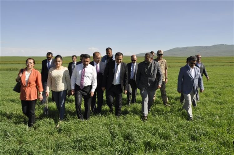 Vali Öksüz, aromatik mavi kantaron ve kavılca tarlalarını inceledi