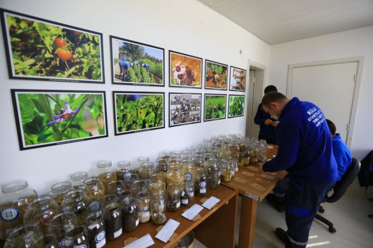 Muğla Büyükşehir Belediyesi Yerel Tohum Merkezi Kars'a tohum gönderdi