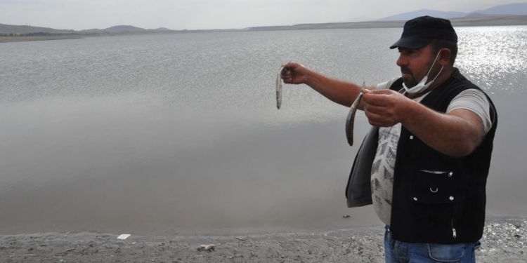 Kars'ta binlerce ölü balık su yüzüne çıktı