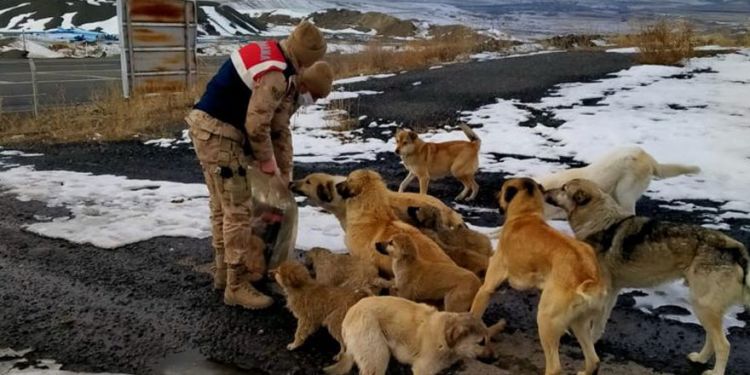 Jandarma sokak hayvanlarını unutmadı