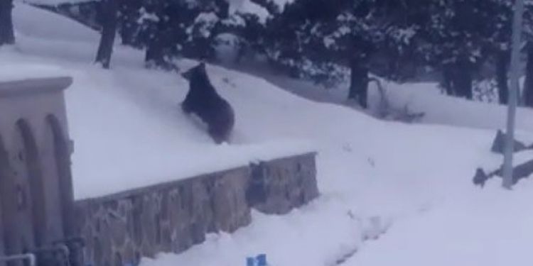 Sarıkamış’ta ayıların yiyecek arayışı