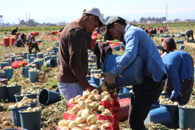 Turfanda soğan hasadı başladı, fiyatı düşmeye başlayacak