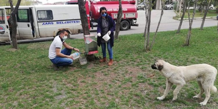 Kars Belediyesi kısıtlamada can dostları unutmadı