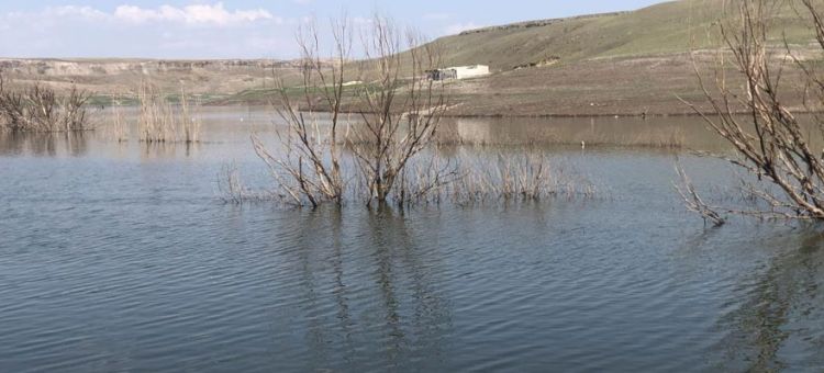 Baraj suyu çekildi, ağaçlar ortaya çıktı