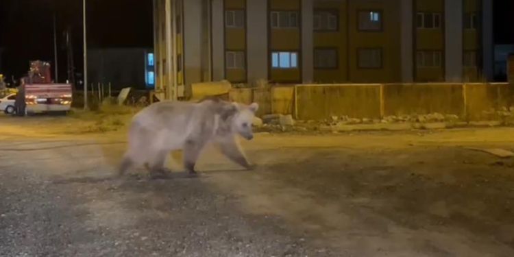 Sarıkamış’ta boz ayılar kış uykusunu unuttu