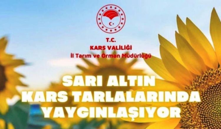 Sarı Altın  ayçiçeği Kars tarlalarında yaygınlaşacak