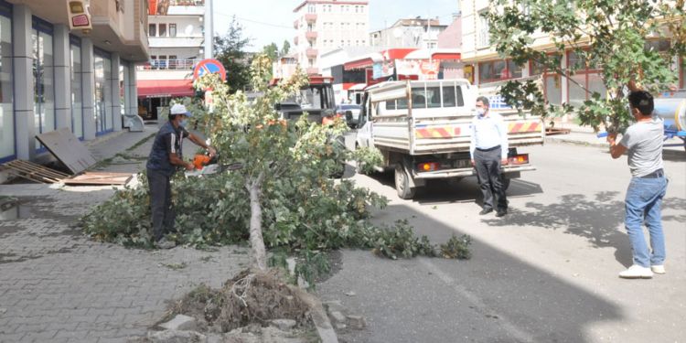 Kars’ta dikkatsizlik bir ağaca mal oldu