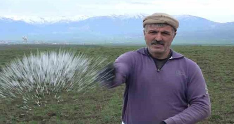 Muş Ovası'ndaki buğday tarlaları gübreleniyor