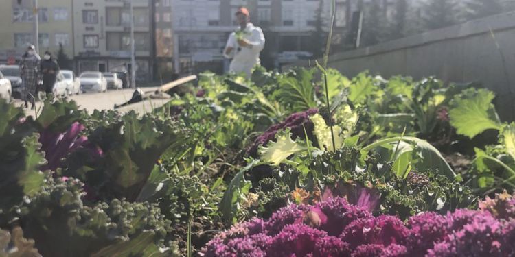 Kars’ta havuzların etrafı çiçeklendiriliyor