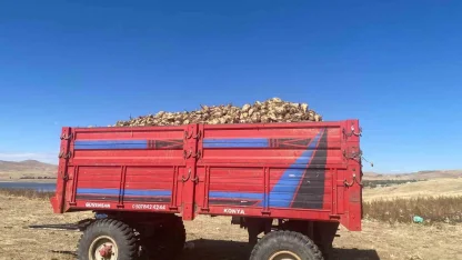 Ağrı’da şeker pancarı hasadı devam ediyor