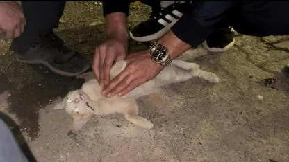 Arabanın çarptığı kediye kalp masajı yaparak müdahale etti