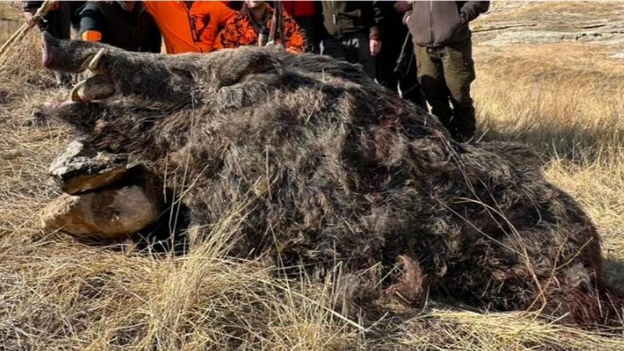 Avlanan 250 kiloluk yaban domuzunu görenler hayrete düştü