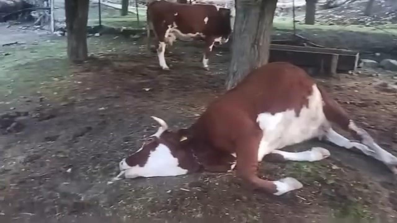 Bahçeye yıldırım düştü, 2 inek telef oldu