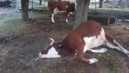 Bahçeye yıldırım düştü, 2 inek telef oldu