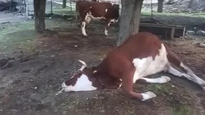 Bahçeye yıldırım düştü, 2 inek telef oldu