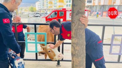 Parkın demir korkuluklarına başı sıkışan inek kurtarıldı