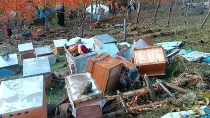 Boz ayılar Yedigölleri savaş alanına çevirdi