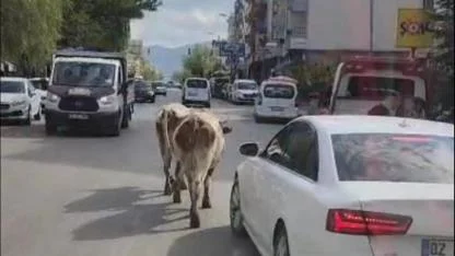 Caddede gezen inekler sürücülere zor anlar yaşattı