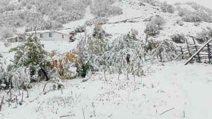 Cevizler kar altında kaldı