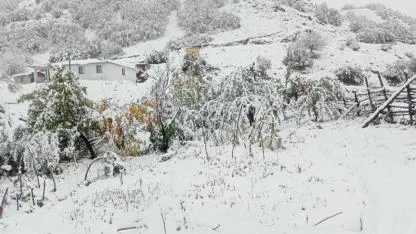 Cevizler kar altında kaldı