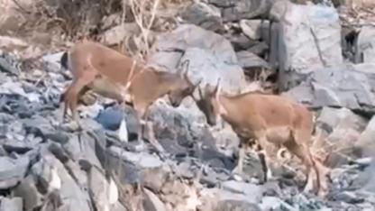 Dağ keçilerinin birbirlerine kafa tutarak oyun oynaması gülümsetti