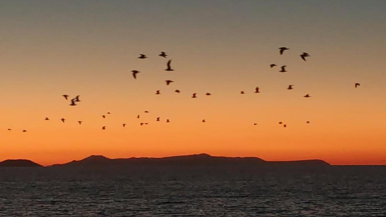 Göç eden kuşlar gökyüzünü renklendirdi