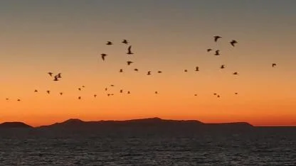 Göç eden kuşlar gökyüzünü renklendirdi