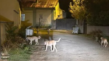 Kağızman’da sokak köpekleri tedirgin ediyor