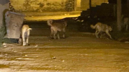 Kağızman’da sokak köpekleri tehlike saçıyor: Vatandaşlar ve veliler tedirgin